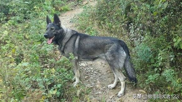 大庆哪里卖狼青狗崽:狼青和牧羊犬那个品种好？