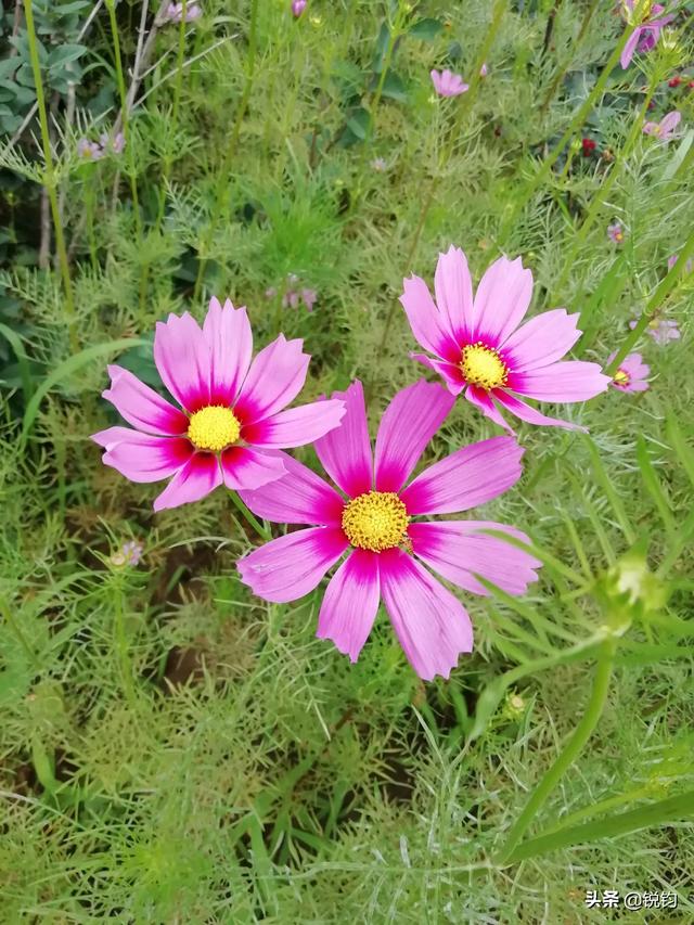 高原地区有一种花叫格桑花,你知道它还叫什么名字吗？发几张照片分享给朋友们？