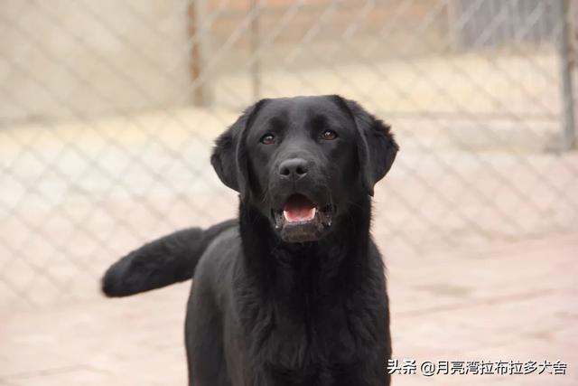 养狗的坏处:养狗久了，容易得哪些“后遗症”？ 养狗的坏处和解决方法
