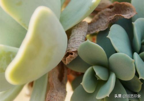 头条问答 多肉植物种植时 秋天容易出现虫害 如何才能预防呢 5个回答