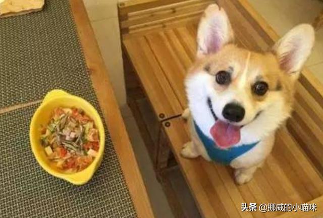 耳螨:痒痒痒！毛孩子患了耳螨到底怎么办？ 耳螨怎么治