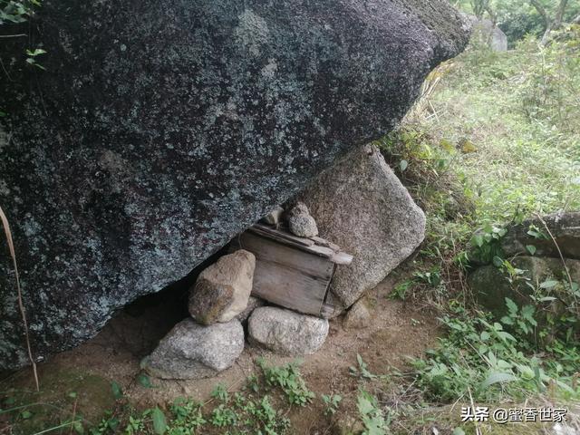 蜜蜂的生活习性主要有哪些:蜜蜂老是在悬崖峭壁上找什么？