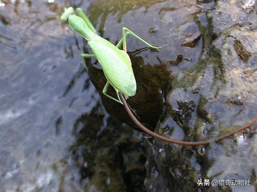 螳螂吃什么东西长大:为什么螳螂的肚子里都有一根铁线虫，没有螳螂就活不了吗？