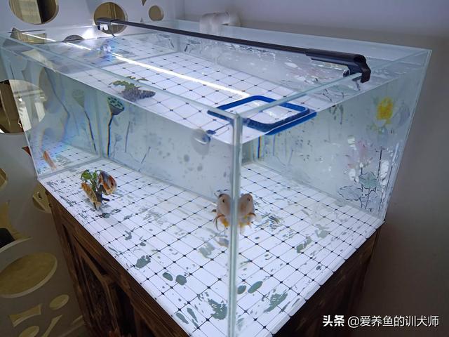 024观赏鱼自由交易车安全:家用自来水如何处理才能加入到观赏鱼缸中？