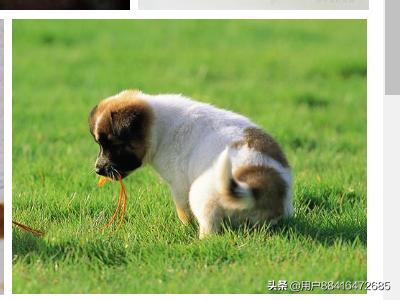 带到新环境下小狗拉稀呕吐怎么办:小狗呕吐拉稀的解决方法？