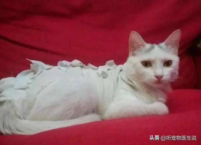 猫咪绝育表情亮了:猫绝育的时候真的需要演戏吗？