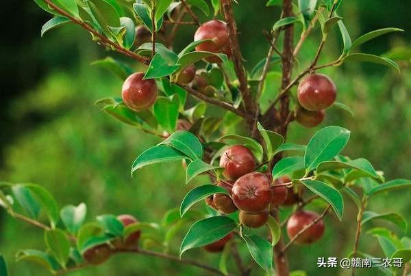 平原能种茶树吗,农田可以种茶油树吗？如何管理？