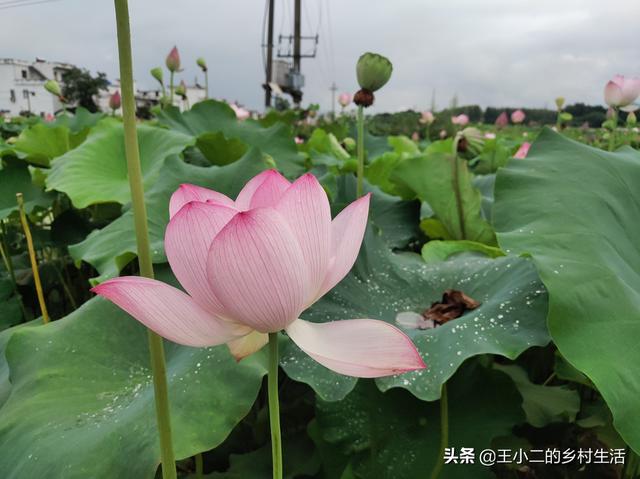 头条问答 怎样让剪下来的荷花在花瓶里快速开花 王小二的乡村生活的回答 0赞