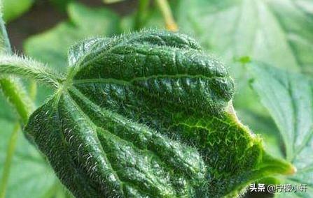 补锌过量叶子发黄怎么办?_生活常识_小高教学网