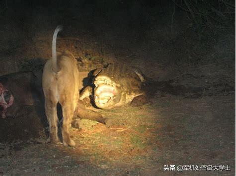 鳄鱼恐龙王虾:老虎和狮子，它们谁对战鳄鱼更厉害呢？