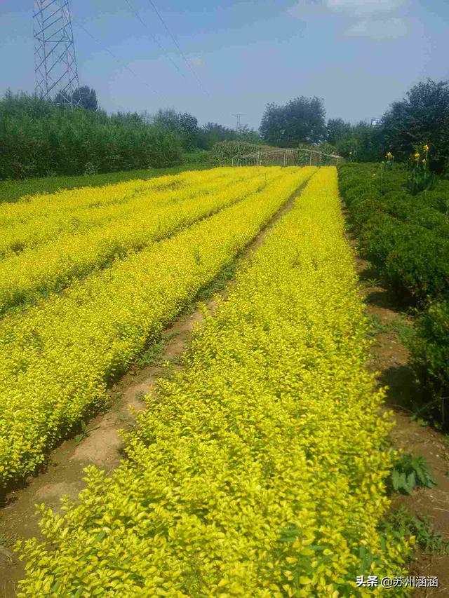 金叶女贞枯萎病:金叶女贞种植后发芽又回芽变干这是为什么？