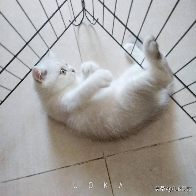 猫耳朵里面黑色的硬块:怎么知道猫咪耳朵里有没有耳螨？