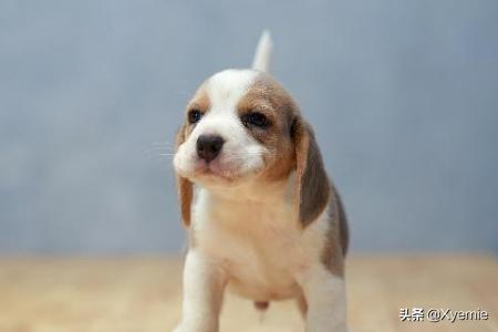 哈士奇犬胃炎症状:哈士奇拉稀特别频繁，怎么回事？