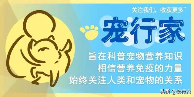 狸花猫宠物知识大全:狸花猫需要每年都打猫三联和狂犬疫苗吗？ 狸花猫花色大全