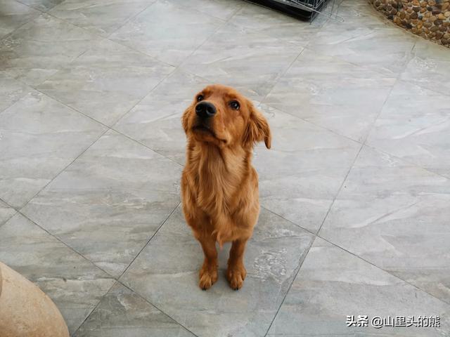 幼犬养狗注意事项:新手第一次养狗，如何喂养两个月的幼犬？