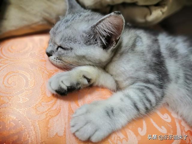 萌猫红小胖怎么走红的:你家的猫是自己睡还是和你睡？