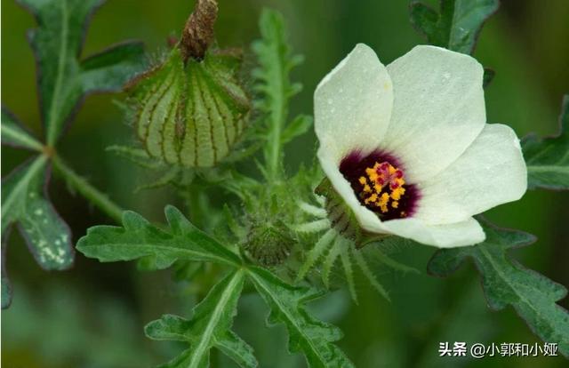 西瓜蚜虫怎么防治:西瓜套种辣椒栽培病虫害如何防治？