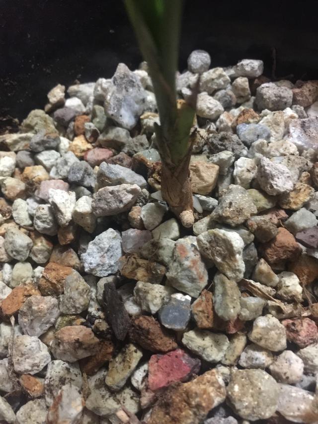 飞燕草发芽:下山一苗草，上盆一个月，现发两芽，能成活吗？