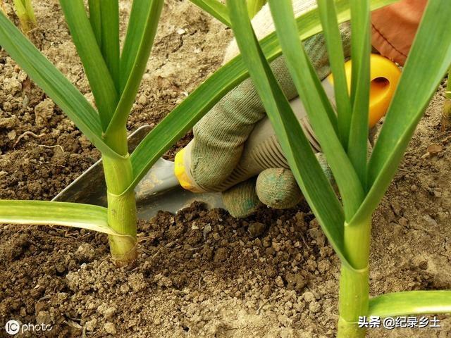 大蒜出齐苗后能盖一层草木灰吗?为什么?插图31 大蒜出齐苗后能盖一层草木灰吗?为什么?插图31
