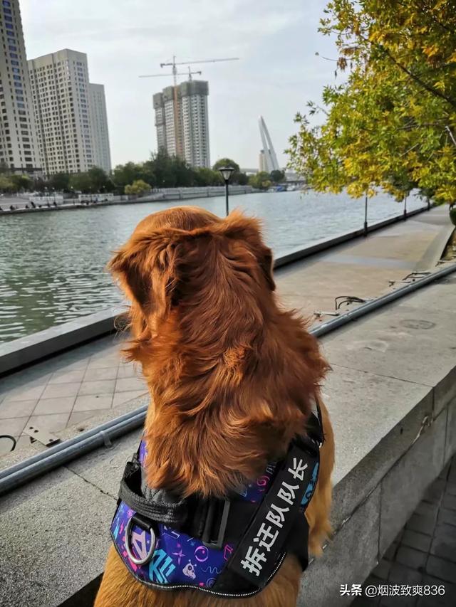 狗狗健康成长100问:除了狗粮，吃什么食物可以给狗狗健康？