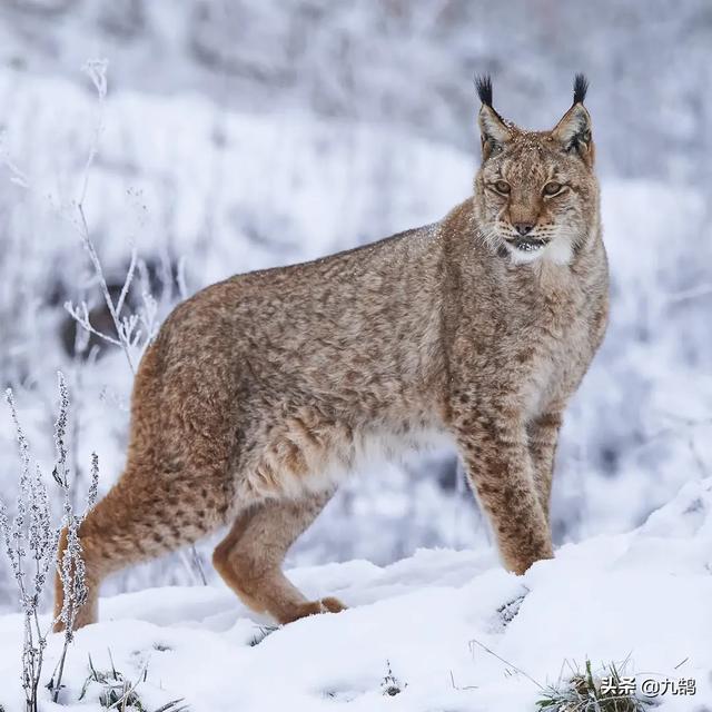 斗牛犬秒杀藏獒视频:藏獒和猞猁进行殊死搏斗，猞猁可以坚持多久？为什么？