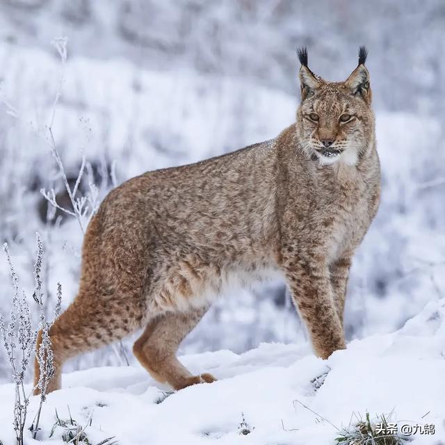 纯红藏獒百度图片搜索:藏獒和猞猁进行殊死搏斗，猞猁可以坚持多久？为什么？ 纯种藏獒图片百度