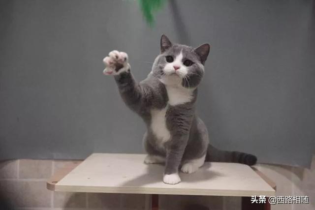 冬天半夜猫叫:有些猫为什么总在晚上大叫？ 冬天半夜猫叫的撕心裂肺