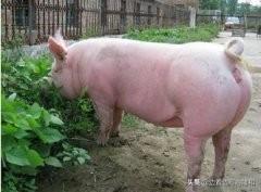 泰国小香猪适合在家里养吗:之前很多创业者放养的小香猪，为什么现在却少有人养了？