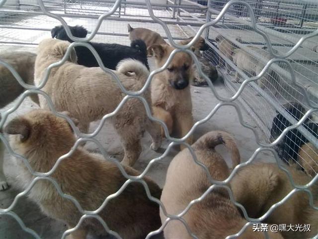 土狗价格:养殖土狗“笨狗”能赚钱吗？