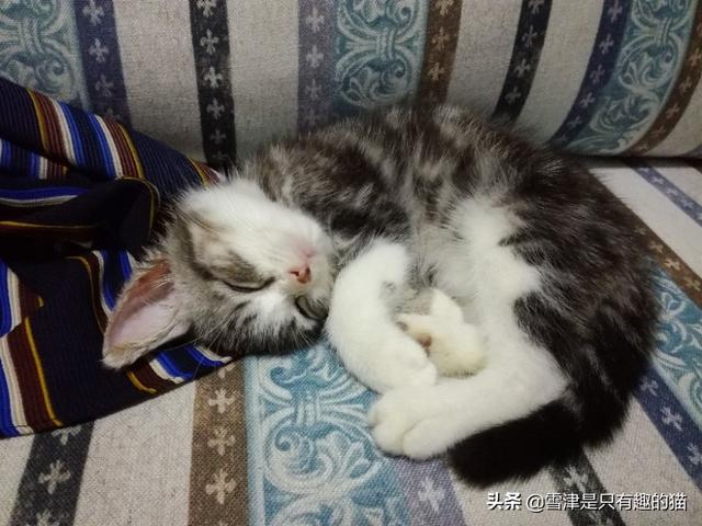 宠物医生手册下载:对宠物生病，你们有过绝望，不知所措的状态吗？