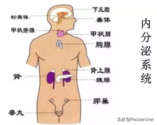 火山石的作用保健作用:深海火山能量石真的那么神奇吗？