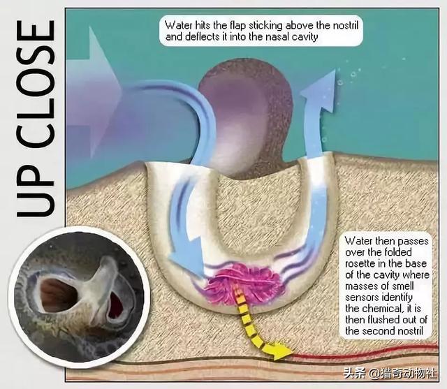 登布异吻象鼻鱼:为什么鱼会有鼻子，有什么用？