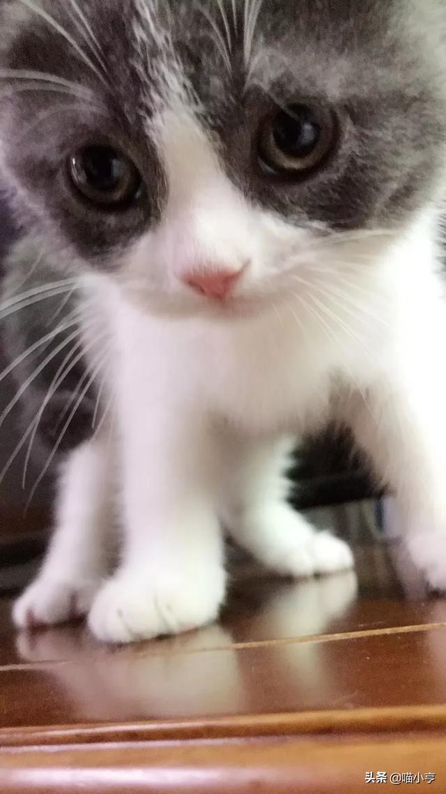 宠物猫品种大全及图片大全:想养猫，孩子较小，要养什么品种的猫，有什么注意事项？