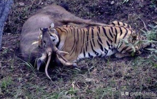 袋獾:蜜獾与袋獾谁厉害？为何？
