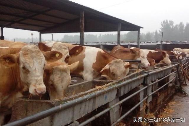 牛出血性败血病:1300斤重的育肥西门达尔牛有口蹄病怎样治？