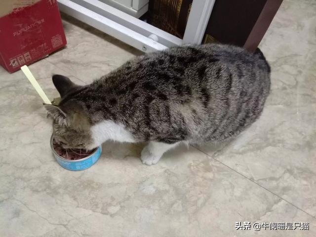 搓手猫小蝴蝶:我家蓝猫喜欢抓飞蛾子吃，会不会有问题？