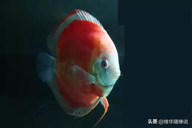 七彩神仙鱼论坛七彩神仙:七彩神仙鱼常见病该如何预防和治疗？体黑由哪些原因造成？