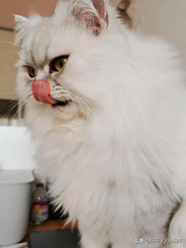 福州布偶猫园:我家布偶猫咪大耳尖腮，还能救吗？