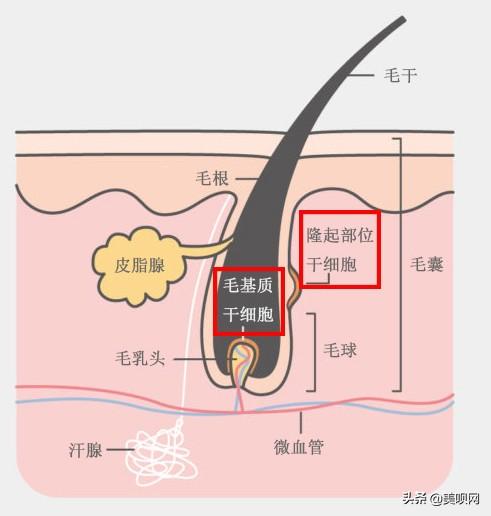 永久脱毛美容网,永久性脱毛的方法有哪些？