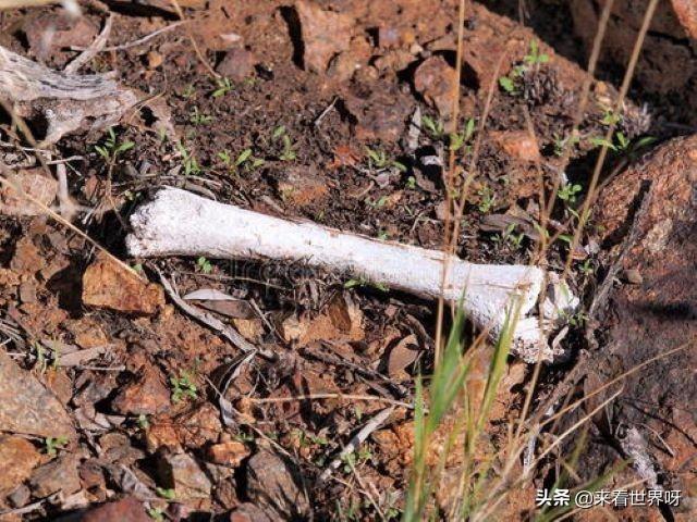 巨人骨骸:恐龙通过化石了解的，是不是地球一点点变大，把他们埋到地下了？