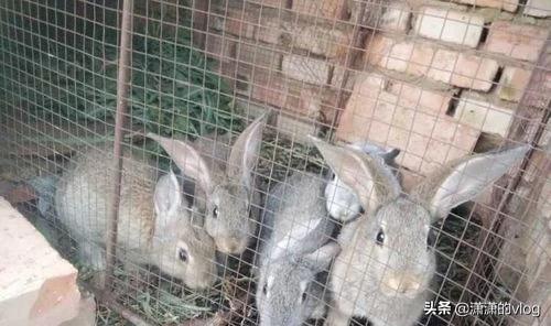 怎么养兔:有没有懂养兔子的？有什么好的养兔经验？