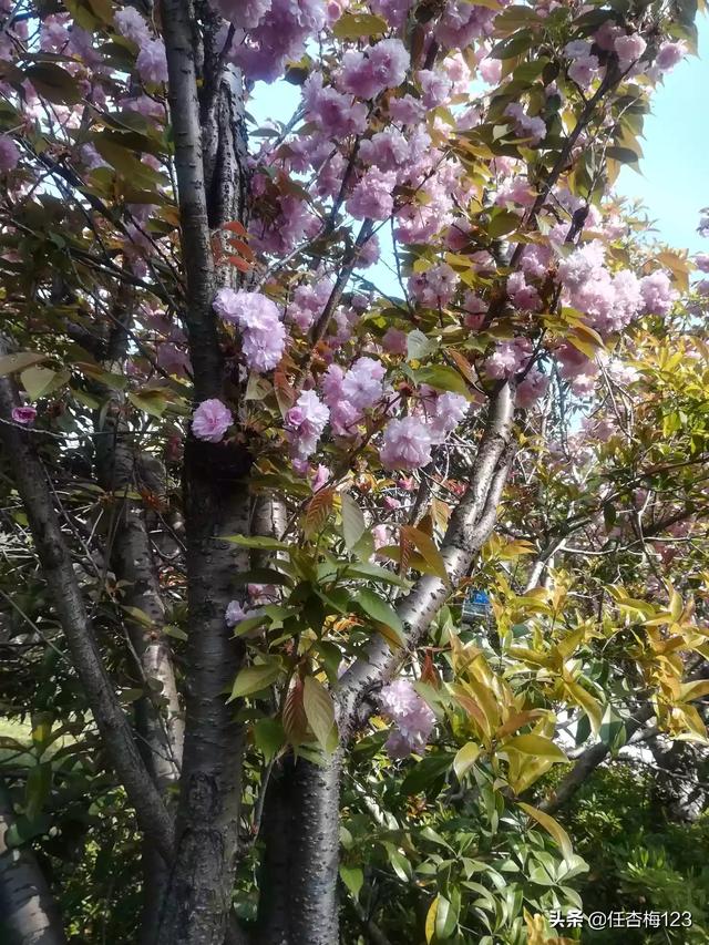 花猫的小屋 胃癌:你身边有没有付出了自己的一生，到晚年却很悲惨的故事呢？