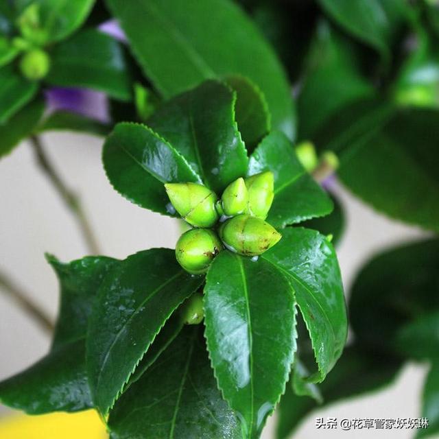 头条问答 茶花在6月长花苞是怎么回事 花草管家妖妖琳的回答 0赞