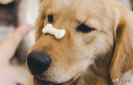 狗扑网:拉布拉多犬总是冲路上的小孩狂叫、往上扑怎么办？