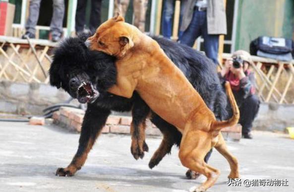纽波利顿犬对战比特:两只比特犬能打赢一只花豹吗？