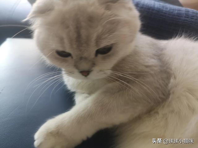 超级明星宠物照片:如何看待一些明星养折耳猫？