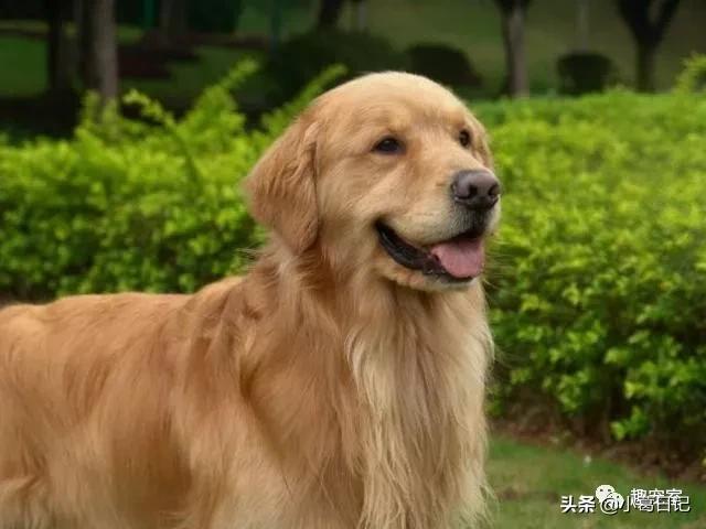 星期狗是什么意思:星期猫星期狗是什么意思 为什么有些宠物店有很多“星期狗”？