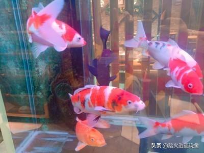 古牧价格底缸 滴流:怎么样才能把一个鱼缸做出空气缸？ 古牧价格一览表2021