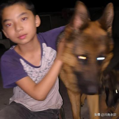 佛山直销喜乐蒂牧羊犬价格多少:佛山那里有德牧养殖场，幼犬怎么喂养？