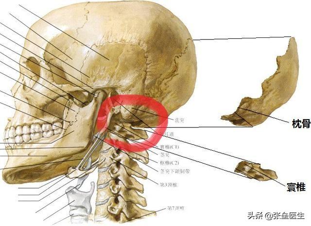 常见脊柱病:常见脊柱病变表现有哪些 哪些病可以引起脊柱源性神经痛？